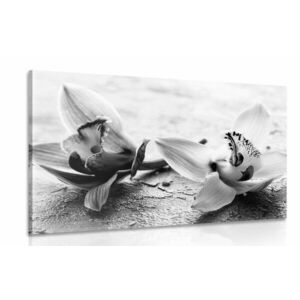 Obraz dwa kwiaty orchidei w wersji czarno-białej obraz