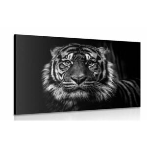 Obraz tygrys w wersji czarno-białej obraz