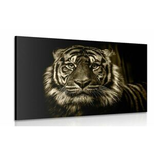 Obraz tygrys w sepii obraz