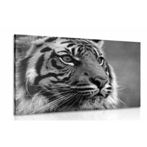 Obraz tygrys bengalski w wersji czarno-białej obraz
