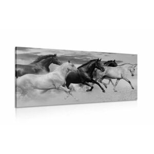 Obraz stado koni w wersji czarno-białej obraz