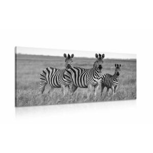Obraz trzy zebry na sawannie w wersji czarno-białej obraz