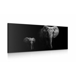 Obraz małe słonie i słoniątka obraz