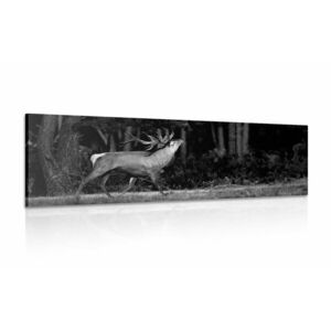 Obraz majestatyczny jeleń w wersji czarno-białej obraz