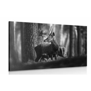 Obraz jeleń w lesie sosnowym w wersji czarno-białej obraz