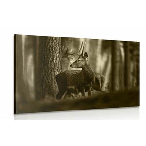 Obraz jeleń w lesie sosnowym w sepii obraz