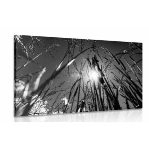 Obraz trawa polna w wersji czarno-białej obraz