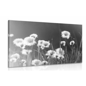 Obraz trawa bawełniana w wersji czarno-białej obraz