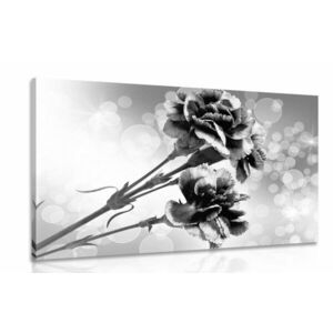 Obraz kwiat goździka w wersji czarno-białej obraz
