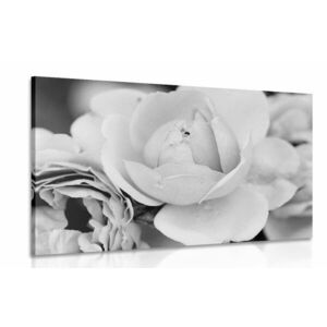 Obraz pełen róż w wersji czarno-białej obraz