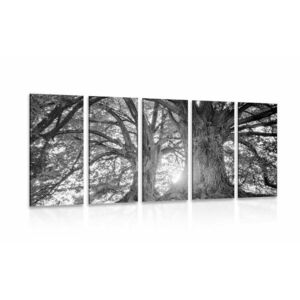5-częściowy obraz czarne i białe majestatyczne drzewa obraz