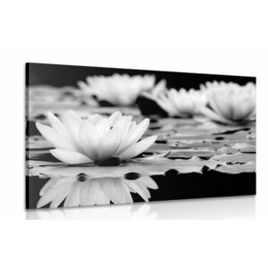 Obraz kwiat lotosu w wersji czarno-białej obraz