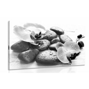 Obraz piękne połączenie kamieni i orchidei w wersji czarno-białej obraz