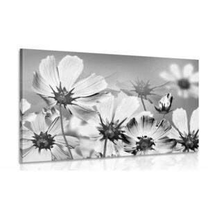 Obraz letnie kwiaty w wersji czarno-białej obraz