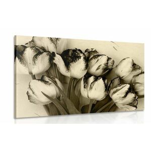 Obraz wiosenne tulipany w sepii obraz