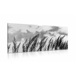 Obraz trawa przy zachodzącym słońcu w wersji czarno-białej obraz