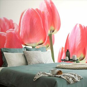 Fototapeta czerwone tulipany polne obraz