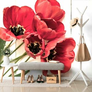 Fototapeta rozkwitnięte czerwone tulipany obraz