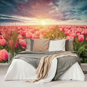 Tapeta wschód słońca nad łąką z tulipanami obraz
