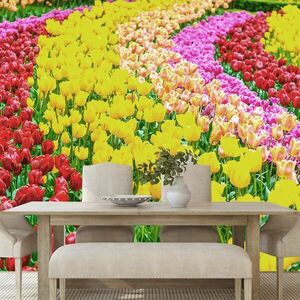 Fototapeta ogród pełen tulipanów obraz