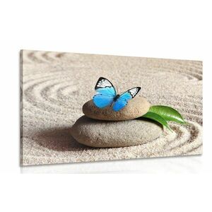 Obraz niebieski motyl w ogrodzie zen obraz