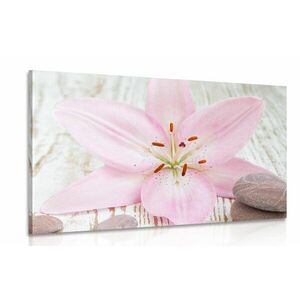 Obraz różowa lilia i kamienie Zen obraz