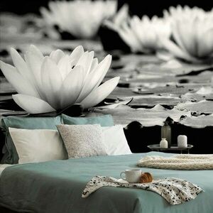 Fototapeta czarno-biały kwiat lotosu obraz