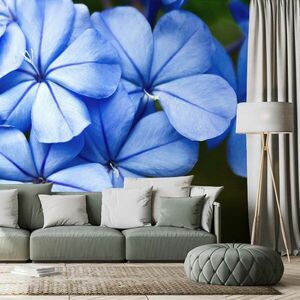 Samoprzylepna fototapeta dzikie niebieskie kwiaty obraz