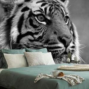 Samoprzylepna fototapeta bengalski czarno-biały tygrys obraz