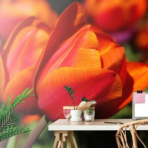 Samoprzylepna fototapeta piękne tulipany na łące obraz