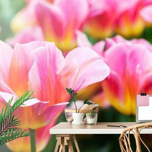 Samoprzylepna fototapeta łąka różowych tulipanów obraz