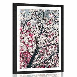 Plakat z passe-partout kwiaty brzoskwini obraz