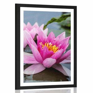 Plakat z passe-partout różowy kwiat lotosu obraz