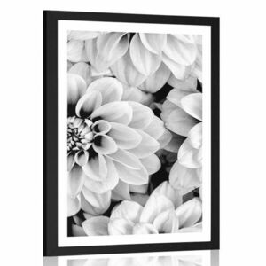 Plakat z passe-partout kwiaty dalii w czerni i bieli obraz