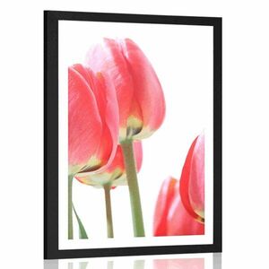 Plakat z passe-partout czerwone polne tulipany obraz