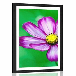 Plakat z passe-partout kwiat wiesiołka ogrodowego obraz