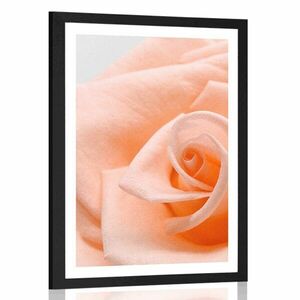 Plakat z passe-partout róża w brzoskwiniowym odcieniu obraz
