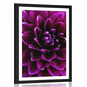 Plakat z passe-partout purpurowo fioletowy kwiat obraz