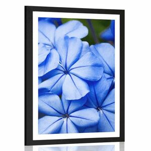 Plakat z passe-partout dzikie niebieskie kwiaty obraz