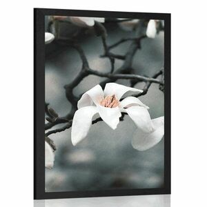 Plakat przebudzenie magnolii obraz
