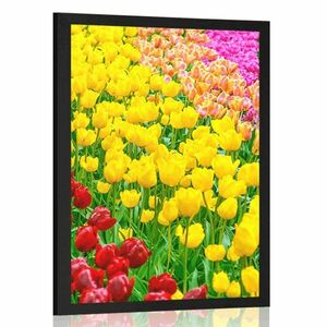 Plakat ogród pełen tulipanów obraz