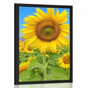 Plakat pole słoneczników obraz