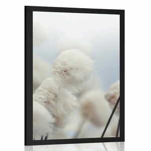 Plakat arktyczne kwiaty bawełny obraz
