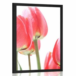 Plakat czerwone polne tulipany obraz