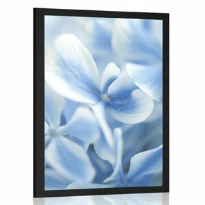 Plakat niebiesko-białe kwiaty hortensji obraz