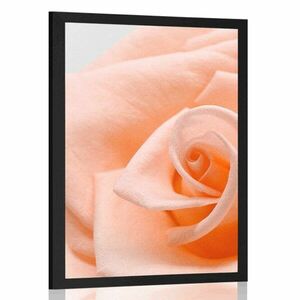 Plakat róża w brzoskwiniowym odcieniu obraz
