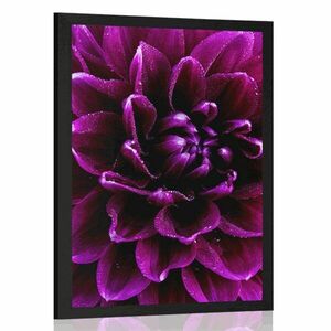 Plakat purpurowo fioletowy kwiat obraz