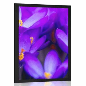 Plakat kwitnący fioletowy krokus obraz