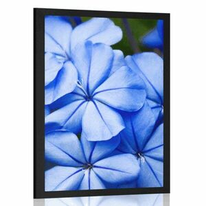 Plakat dzikie niebieskie kwiaty obraz