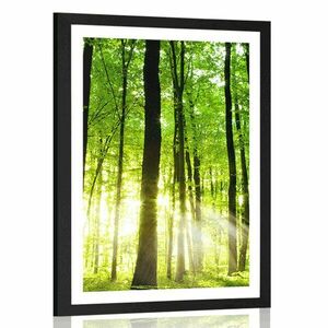 Plakat z passe-partout bujny zielony las obraz